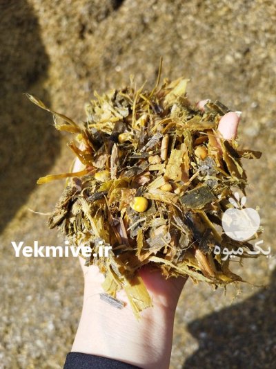 ذرت علوفه ای در دزفول در گروه خوراک دام و طیور در یکمیوه -عکس1