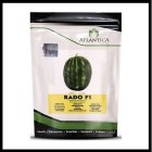 فروش بذر هندوانه RADO F 1 آتلانتیکا در اهواز در گروه خرید و فروش بذر هندوانه در یکمیوه