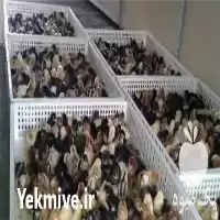 فروش جوجه محلی روزه جوجه یک در نور در گروه مرغ و خروس و بوقلمون و اردک قو قاز در یکمیوه
