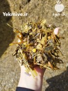 ذرت علوفه ای در دزفول در گروه خوراک دام و طیور در یکمیوه