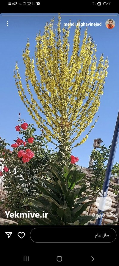 هرس و سمپاشی درختان در ماهدشت کرج در البرز در گروه خدمات باغبانی در یکمیوه -عکس1