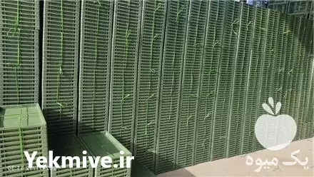 فروش سینی نشا برنج باکس نشا در گروه خرید و فروش نشا در یکمیوه -عکس1