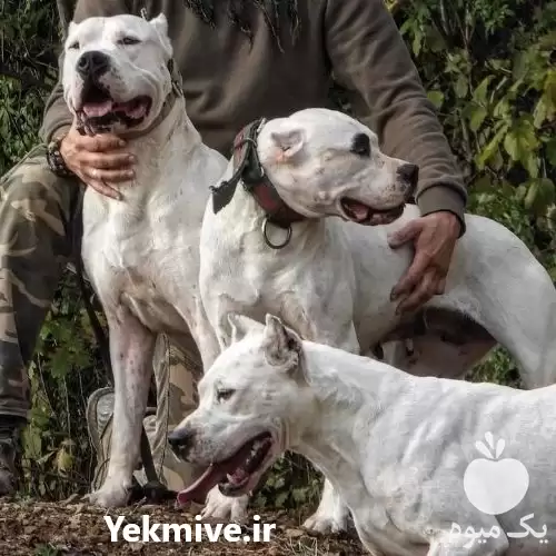 توله سگ خرید فروش سگ خرید در ماهدشت در گروه سگ و گربه در یکمیوه -عکس1