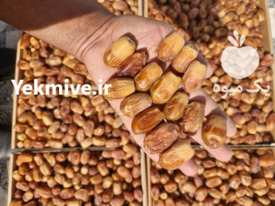 خرمای مجول خرمای زاهدی در گروه خرید و فروش خرما در یکمیوه -عکس2