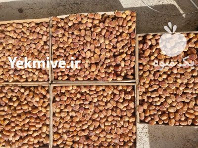 خرمای مجول خرمای زاهدی در گروه خرید و فروش خرما در یکمیوه -عکس4