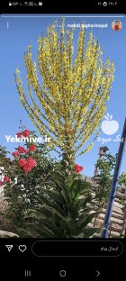 هرس و سمپاشی درختان در ماهدشت کرج در البرز