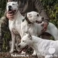 توله سگ خرید فروش سگ خرید در ماهدشت در گروه سگ و گربه در یکمیوه