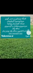 فروش انواع بذر یونجه علوفه رقم در اشنویه در گروه خرید و فروش بذر یونجه در یکمیوه