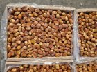 خرمای مجول خرمای زاهدی