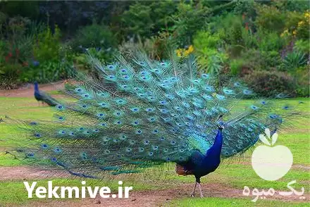 خرید و فروش تخم طاووس در ارومیه در گروه انواع تخم ها در یکمیوه -عکس1