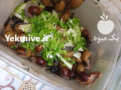 حلزون آچاتینا در کرمانشاه در گروه انواع محصولات شیلات در یکمیوه -عکس1