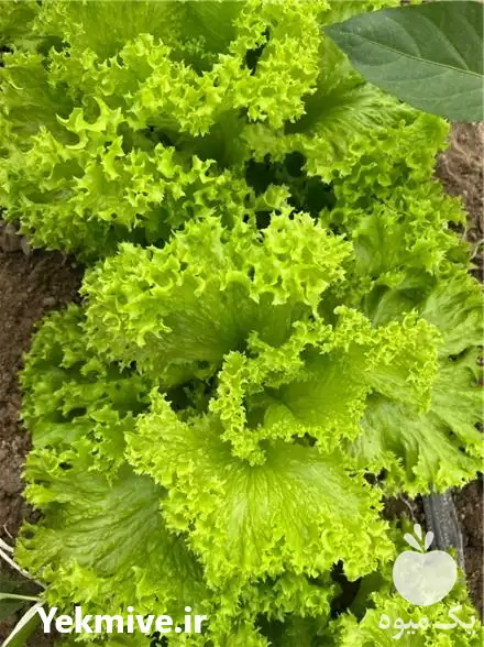 تامین و صادرات کاهو فرانسوی در اصفهان در گروه خرید و فروش کاهو در یکمیوه -عکس1