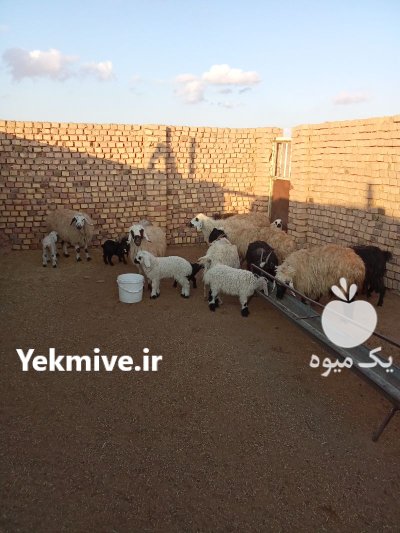 گوسفندان زیر قیمت بازار در گروه گاو و گوسفند و میش و بز کهره گوساله در یکمیوه -عکس1
