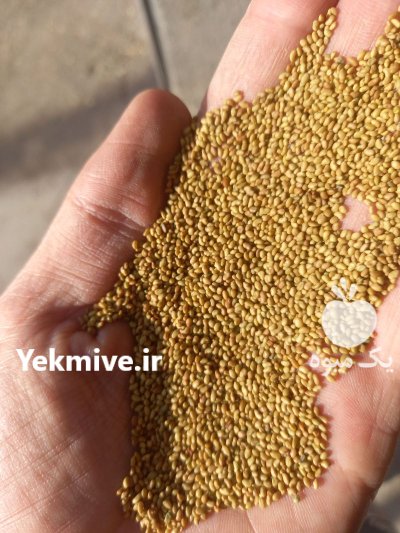 فروش بذر یونجه پایه بلند در گروه خرید و فروش بذر یونجه در یکمیوه -عکس1