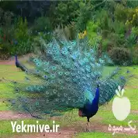 خرید و فروش تخم طاووس در ارومیه در گروه انواع تخم ها در یکمیوه