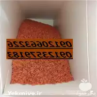 فروش چغندرقند 2019 KWS در گروه خرید و فروش بذر چغندر در یکمیوه