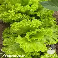 تامین و صادرات کاهو فرانسوی در اصفهان در گروه خرید و فروش کاهو در یکمیوه