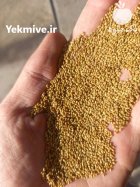 فروش بذر یونجه پایه بلند در گروه خرید و فروش بذر یونجه در یکمیوه