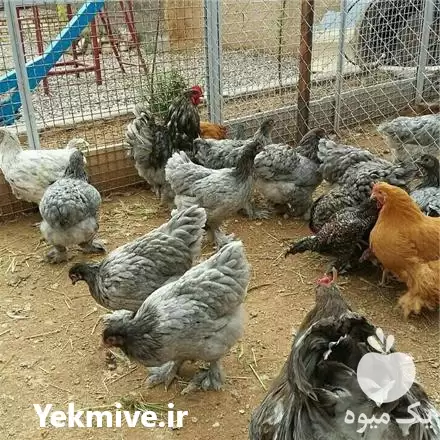 قیمت خرید تخم قرقاول بوقلمون شترمرغ در ارومیه در گروه انواع تخم ها در یکمیوه -عکس1