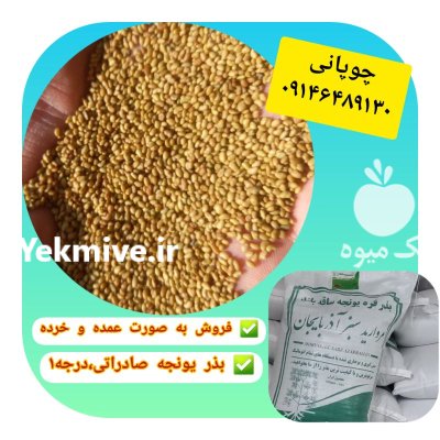 فروش بذر یونجه در تهران در گروه خرید و فروش بذر یونجه در یکمیوه -عکس2