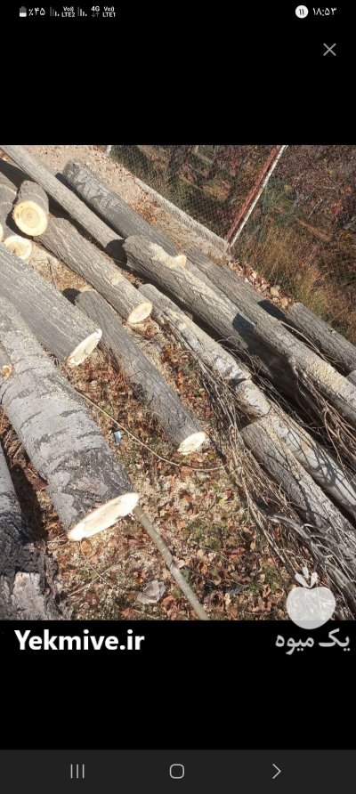خریدار همه نوع چوب راجی شال صنوبر در زنجان در گروه خرید و فروش انواع چوب در یکمیوه -عکس1