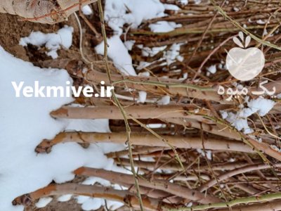 نهار درخت خرید بهترین نهال بصورت عمده در اقلید در گروه خرید و فروش نهالستان در یکمیوه -عکس1