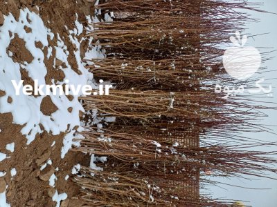 نهار درخت خرید بهترین نهال بصورت عمده در اقلید در گروه خرید و فروش نهالستان در یکمیوه -عکس3