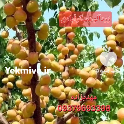 نهال و درخت بهترین قیمت فروش تولیدمستقی م در گروه خرید و فروش نهال در یکمیوه -عکس2