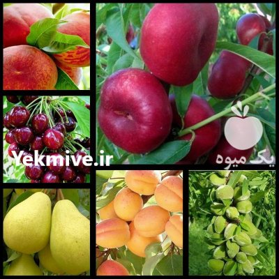 درخت نهال فروش عمده خرده نهال در اشترینان در گروه خرید و فروش نهالستان در یکمیوه -عکس4