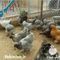 قیمت خرید تخم قرقاول بوقلمون شترمرغ در ارومیه در گروه انواع تخم ها در یکمیوه