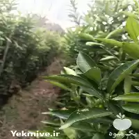 نهال مرکبات فروش نهال در ساری در گروه خرید و فروش نهال مرکبات در یکمیوه