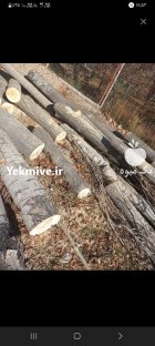 خریدار همه نوع چوب راجی شال صنوبر در زنجان در گروه خرید و فروش انواع چوب در یکمیوه