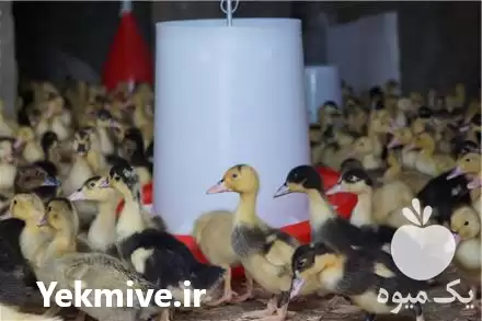 قیمت خرید جوجه اردک 20 روزه گوشتی در نور در گروه مرغ و خروس و بوقلمون و اردک قو قاز در یکمیوه -عکس1