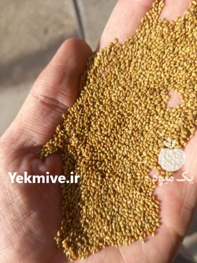 فروش انواع بذر یونجه پایه بلند در جویبار در گروه خرید و فروش بذر یونجه در یکمیوه -عکس4