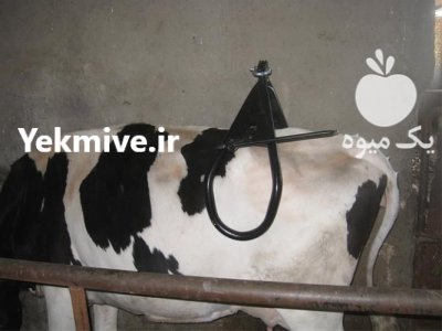 فروش جک بلند کننده گاو ایده آل در قزوین در گروه تجهیزات دامداری در یکمیوه -عکس4