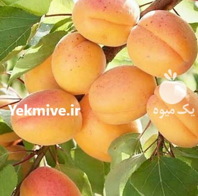 نهال و درخت تولیدمستقی م فروش نهال قیمت در اصلاندوز در گروه خرید و فروش نهالستان در یکمیوه -عکس4