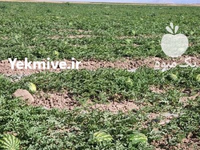 بذر هندوانه SEMINIS فروش ارسال سراسری در اهواز در گروه خرید و فروش بذر هندوانه در یکمیوه -عکس2