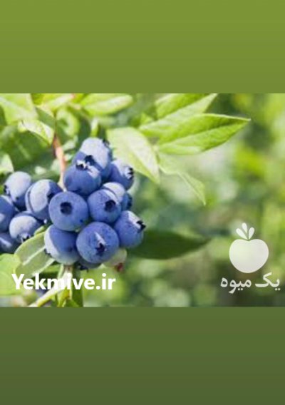 انواع نهال های میوه در تهران در گروه خرید و فروش نهال در یکمیوه -عکس1