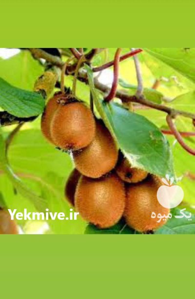 انواع نهال های میوه در تهران در گروه خرید و فروش نهال در یکمیوه -عکس2