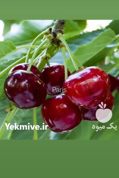 انواع نهال های میوه در تهران در گروه خرید و فروش نهال در یکمیوه -عکس3