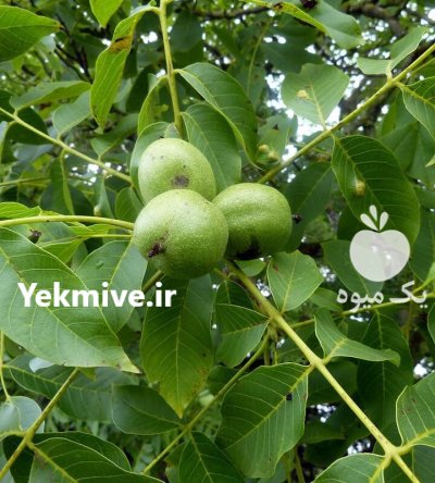 انواع نهال های میوه در تهران در گروه خرید و فروش نهال در یکمیوه -عکس4
