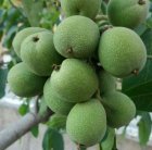 نهال گردو ژنوتیپ برتر دیرگل سردسیری در انارک