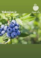 انواع نهال های میوه در تهران در گروه خرید و فروش نهال در یکمیوه