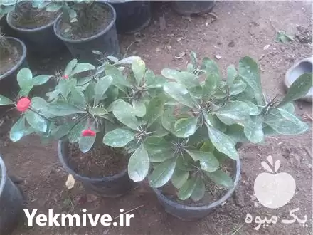 فروش گل مرجان در گروه خرید و فروش گیاهان زینتی در یکمیوه -عکس1