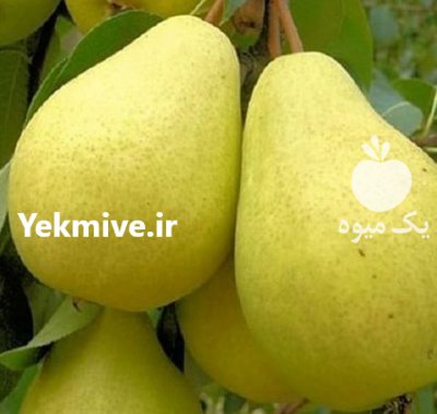 فروش نهال درخت عمده خرده نهال در کوهدشت در گروه خرید و فروش نهال درخت در یکمیوه -عکس4