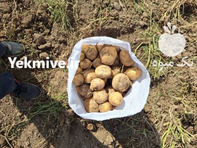 فروش سیب زمینی ساتنا در تهران در گروه خرید و فروش سیب زمینی در یکمیوه -عکس1