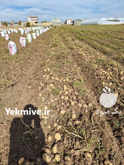 فروش سیب زمینی ساتنا در تهران در گروه خرید و فروش سیب زمینی در یکمیوه -عکس2