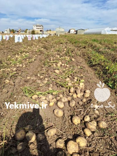 فروش سیب زمینی ساتنا در تهران در گروه خرید و فروش سیب زمینی در یکمیوه -عکس3