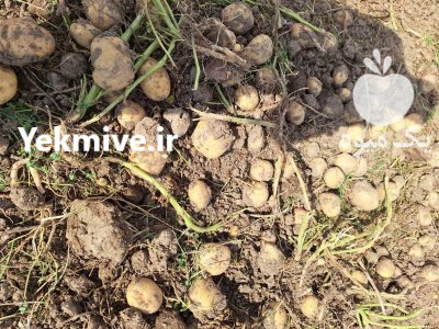 فروش سیب زمینی ساتنا در تهران در گروه خرید و فروش سیب زمینی در یکمیوه -عکس4