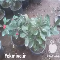 فروش گل مرجان در گروه خرید و فروش گیاهان زینتی در یکمیوه